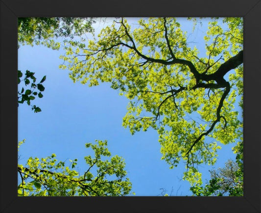 April Canopy Horizontal Framed Photo