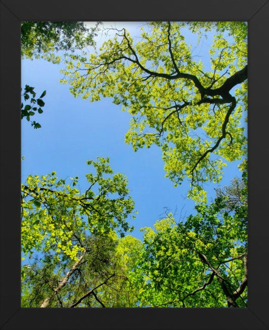 April Canopy Vertical Framed Photo