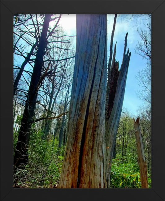 Splitting Tree Vertical Framed Photo