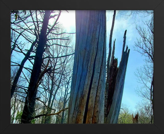 Splitting Tree Horizontal Framed Photo